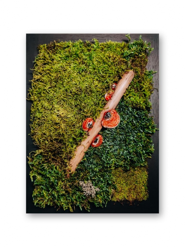 Moss painting with polypore fungi 