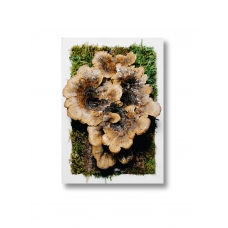 Preserved trametes mushroom in a white frame 