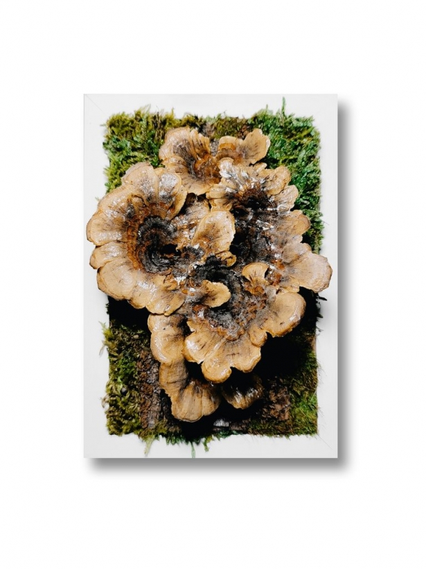 Preserved trametes mushroom in a white frame 