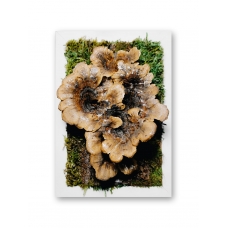 Preserved trametes mushroom in a white frame 