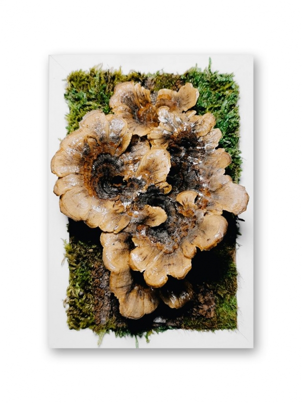 Preserved trametes mushroom in a white frame 