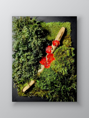 Картина з моху з червоними грибами