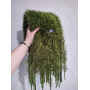 Зелений довгий шарф мох з китицями