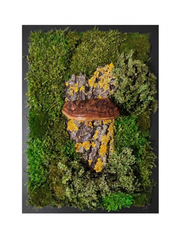 Tinder fungus on bark stabilized moss art