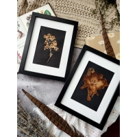 Set of 2 vintage herbarium on a black background 