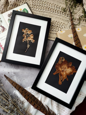 Вінтажний гербарій на чорному фоні - 2 картини