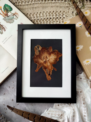 Вінтажний гербарій ПІВНИК 16х22 см