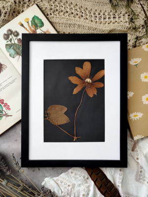 Картина вінтажний гербарій КЛЕМАТИС 24х30 см