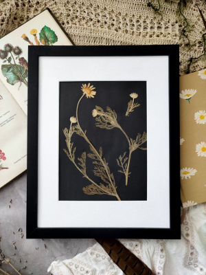 Картина з сухоцвітів ПУПАВКИ 24х30 см 