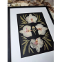 Велика настінна картина гербарій з орхідеями 32х43 см Велика настінна картина гербарій з орхідеями 32х43 см