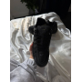 Кросівки чорні термо Nike P-6000 Gore-Tex Black