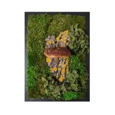 Tinder fungus on bark stabilized moss art